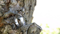 自然の中のぶたリング　ぶたモチーフの銀製リング